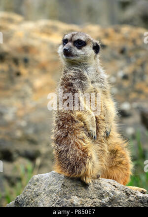 Meerkat family member (Suricata suricatta) on guard Stock Photo