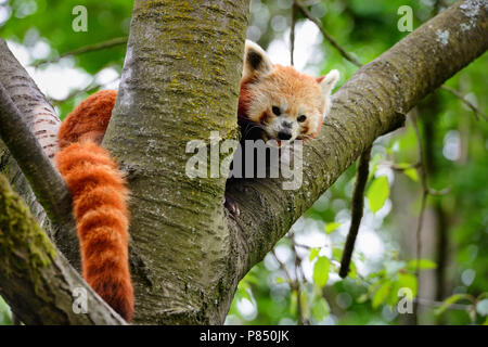 Red Panda, Firefox or Lesser Panda (Ailurus fulgens) sitting in a tree Stock Photo