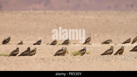 (Western) Black Kite - Schwarzmilan - Milvus migrans ssp. migrans, Morocco, roosting site during night Stock Photo