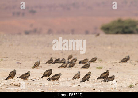 (Western) Black Kite - Schwarzmilan - Milvus migrans ssp. migrans, Morocco, roosting site during night Stock Photo