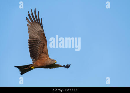 (Western) Black Kite - Schwarzmilan - Milvus migrans ssp. migrans, Germany, adult in flight Stock Photo