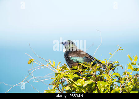 Tui (Prosthemadera novaeseelandiae) perched on a bush on South Island, New Zealand. Stock Photo
