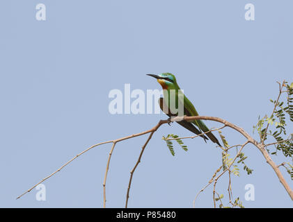 Blue-cheeked Bee-eater, Merops persicus Stock Photo