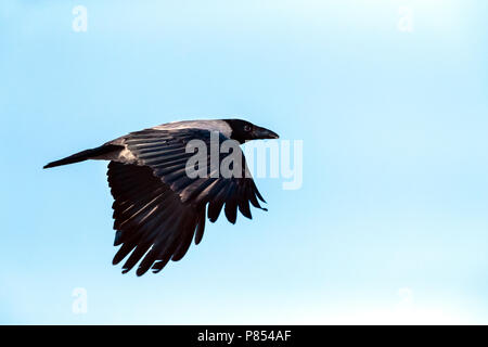 Hooded Crow (Corvus cornix) in flight Stock Photo