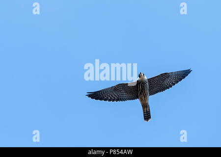 Eurasian Hobby (Falco subbuteo) in flight during autumn migration in Bulgaria Stock Photo