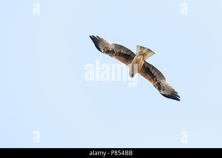 Dark phase Booted Eagle (Hieraaetus pennatus) on migration over Eilat Mountains, Eilat, Israel Stock Photo