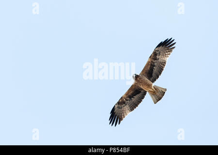 Dark phase Booted Eagle (Hieraaetus pennatus) on migration over Eilat Mountains, Eilat, Israel Stock Photo