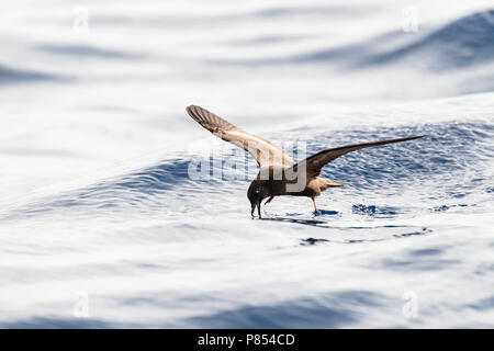 Bulwer's Petrel (Bulweria bulwerii) in flight over the ocean off Madeira. Stock Photo