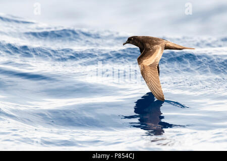 Bulwer's Petrel (Bulweria bulwerii) in flight over the ocean off Madeira. Stock Photo