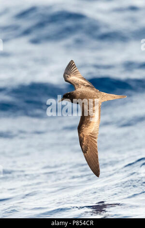 Bulwer's Petrel (Bulweria bulwerii) in flight over the ocean off Madeira. Stock Photo