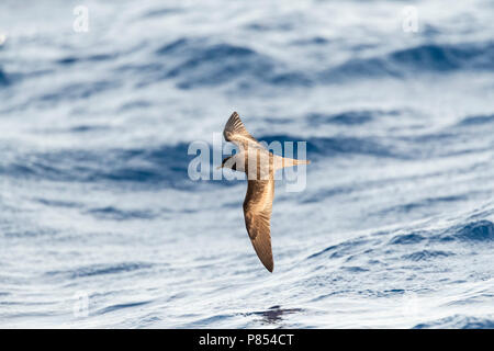 Bulwer's Petrel (Bulweria bulwerii) in flight over the ocean off Madeira. Stock Photo