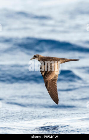 Bulwer's Petrel (Bulweria bulwerii) in flight over the ocean off Madeira. Stock Photo