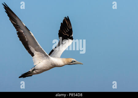 Cape Gannet (Morus capensis) flying over the colony of Bird Island Nature Reserve in Lambert’s Bay, South Africa. Stock Photo