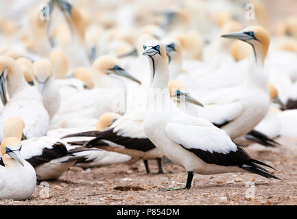 Cape Gannets (Morus capensis) at colony of Bird Island Nature Reserve in Lambert’s Bay, South Africa. Stock Photo