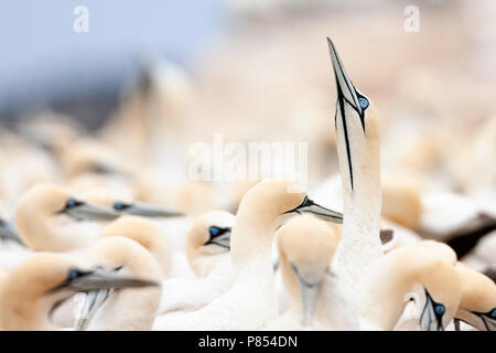 Cape Gannets (Morus capensis) at colony of Bird Island Nature Reserve in Lambert’s Bay, South Africa. Stock Photo