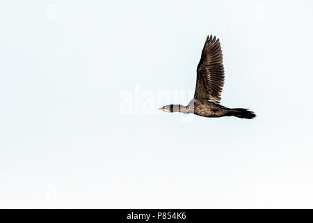 Pygmy Cormorant (Microcarbo pygmaeus) at the Bulgarian coast during autumn migration. Stock Photo