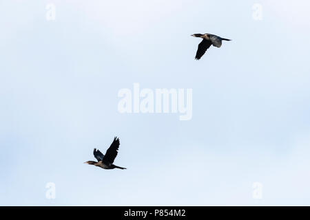 Pygmy Cormorant (Microcarbo pygmaeus) at the Bulgarian coast during autumn migration. Stock Photo