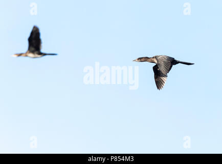 Pygmy Cormorant (Microcarbo pygmaeus) at the Bulgarian coast during autumn migration. Stock Photo