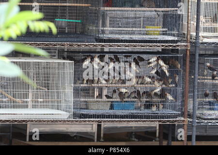 Pet bird shops full with illegal caught birds in Singapore Stock Photo