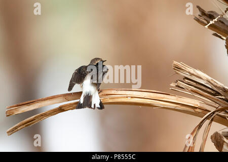 Second-summer male Pied Wheatear (Oenanthe pleschanka) in palm plantage near Eilat, Israel during spring migration. Stock Photo