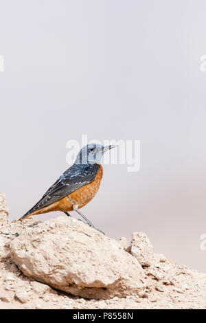 Male Rufous-tailed Rock Thrush (Monticola saxatilis) during spring migration at Yotvata, Israel Stock Photo