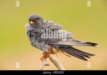 Adult male Red-footed Falcon (Falco vespertinus) Stock Photo