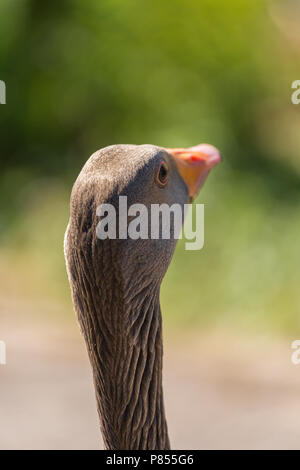 Greylag Goose at Slimbridge Stock Photo