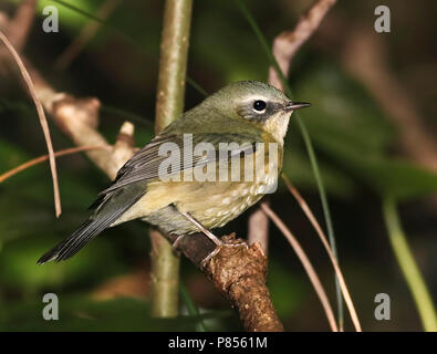 Female Black-throated Blue Warbler perched in Da Ponte, Corvo, Azores. October 24, 2006. Stock Photo