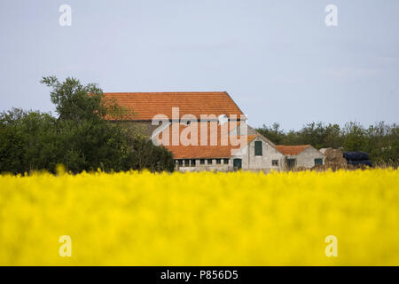 Dutch farm in spring Texel Netherlands; Nederlandse boerderij in het voorjaar Texel Nederland Stock Photo