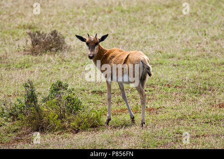 Jonge Bontebok; Young Bontebok Stock Photo