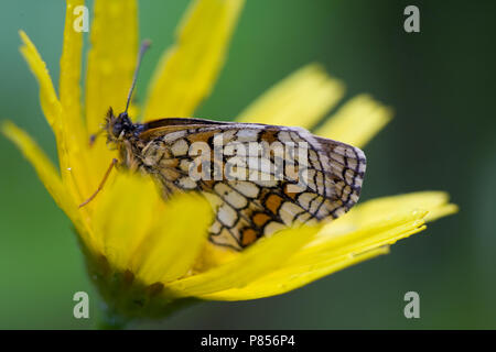 Bosparelmoervlinder op een bloem, Heath fritillary on flower Stock Photo