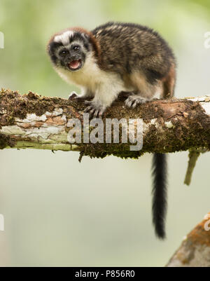 Geoffroy´s Tamarin (Saguinus geoffroyi) photographed at Garduk Lodge, Guna Yala. Like all callitrichides, Geoffroy's tamarin is diurnal and arboreal. Stock Photo