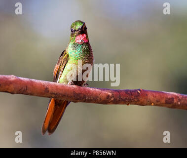 Braziliaanse Robijnkolibrie mannetje zittend op tak; Brazilian Ruby male perched on branch Stock Photo
