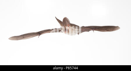 Gewone Grootoorvleermuis vliegend, Brown long-eared bat flying, Stock Photo