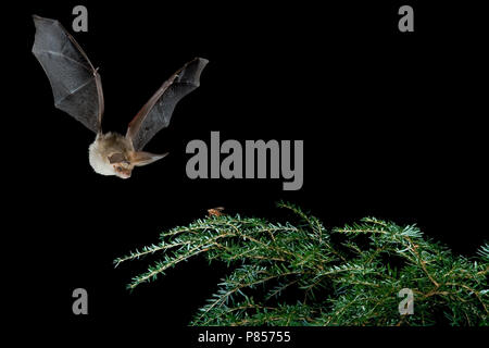 Gewone grootoorvleermuis vliegend; Brown long-eared bat flying Stock Photo