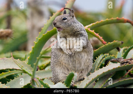 Californische Grondeekhoorn op de uitkijk, California Ground Squirrel on the look out Stock Photo