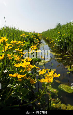 Sloot met bloeiende Dotterbloemen Nederland, Ditch with flowering Marsh