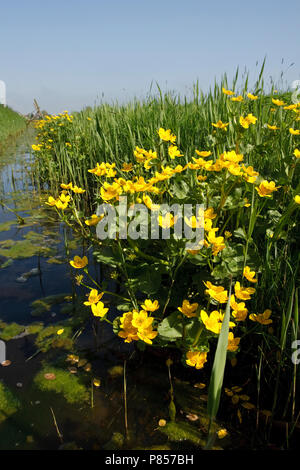 Sloot met bloeiende Dotterbloemen Nederland, Ditch with flowering Marsh