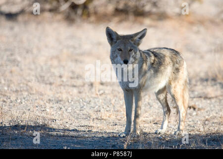 Prairie wolf in Joshua Tree NP USA, Coyote at Joshua Tree NP USA Stock Photo