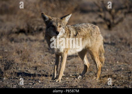 Prairie wolf in Joshua Tree NP USA, Coyote at Joshua Tree NP USA Stock Photo