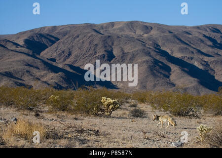 Prairie wolf in Joshua Tree NP USA, Coyote at Joshua Tree NP USA Stock Photo