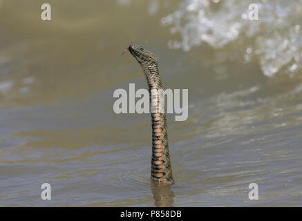 Dobbelsteenslang richt zich op uit water; Dice Snake rising from water Stock Photo