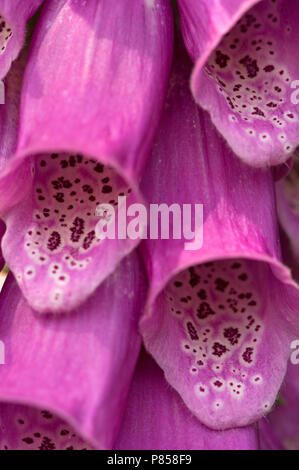 Vingerhoedskruid close up van de bloemen, Common Foxglove close-up of the flowers Stock Photo