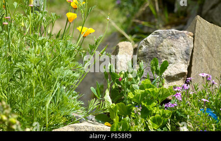 Sweet Pea about to bloom on rockery with Californian Poppy, Phlox and Dwarf Geranium. Amateur gardening at 900ft in Nidderdale Stock Photo