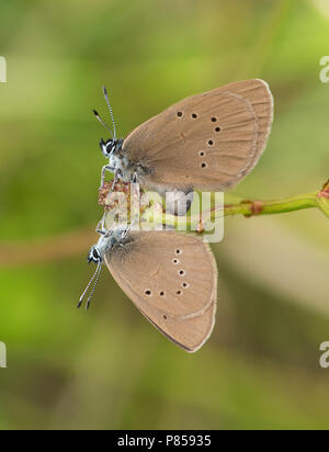 Donker pimpernelblauwtje / Dusky Large Blue (Phengaris nausithous Stock ...