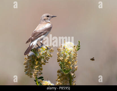 Eastern Desert Wheatear perched on a small bush in steppes of Western Kazakhstan. May 2017. Stock Photo