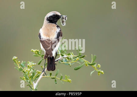 Adult male Eastern Desert Wheatear perched on a small bush in steppes of Western Kazakhstan. May 2017. Stock Photo