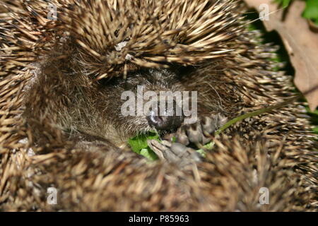 Slapende egel, Sleeping hedgehog Stock Photo
