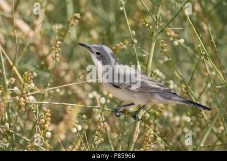 Eastern Orphean Warbler (Sylvia crassirostris) female Stock Photo