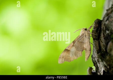 Eikenpijlstaart, Oak Hawk-moth Stock Photo